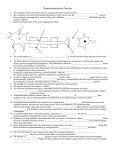 Neurotransmission Practice