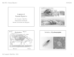 Capítulo 41 Sistema Digestivo Rumiantes Termita y