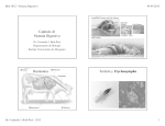 CapÃ­tulo 41 Sistema Digestivo Rumiantes Termita y Trychonympha