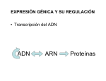 Clase 9. EXPRESIÓN GÉNICA Y SU REGULACIÓN - U