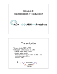 Sesion 8 Transcripción-Sintesis de Proteínas - U