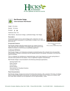 Red Rooster Sedge