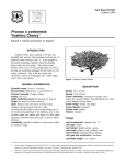 Prunus x yedoensis Yoshino Cherry