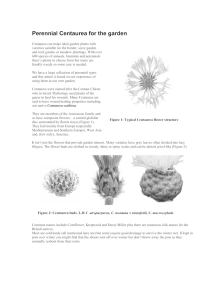 Perennial Centaurea for the garden