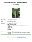 HIGH Q GREENHOUSES INFORMATION SHEET DICHONDRA