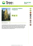 Liriodendron tulipifera `Fastigiatum`