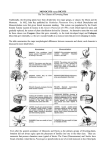 MONOCOTS versus DICOTS The Two Classes of Flowering Plants