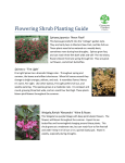 Flowering Shrub Planting Guide