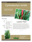 Cyrtostachys renda - foliage landscapes pty ltd