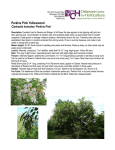 Perkins Pink Yellowwood Cladrastis kentukea