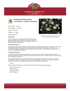 Darling Daisy Shasta Daisy - County Line Landscape Nursery