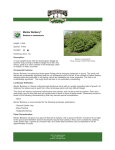 Mentor Barberry - Garden Supply Co