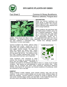 invasive plants of ohio - Ohio Invasive Plants Council