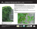 Chocolate Vine/Five Leaf Akebia - Illinois Natural History Survey