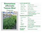 Rosmarinus officinalis `Tuscan Blue`