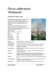 Pyrus calleryana `Aristocrat`