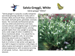 Salvia Greggii, White