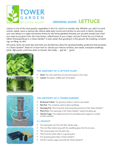 GrowinG Guide: LeTTuce