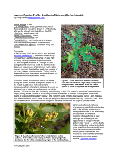 Invasive Species Profile: Leatherleaf Mahonia (Berberis bealei)