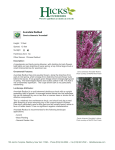 Avondale Redbud - Hicks Nurseries