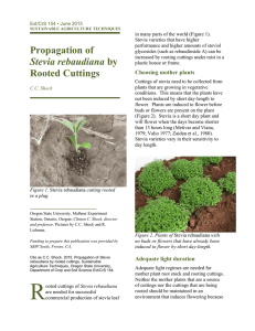 Propagation of Stevia rebaudiana by Rooted Cuttings