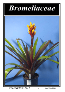 Bromeliaceae - Bromeliad Society of Queensland