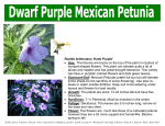 Ruellia brittoniana `Katie Purple` • Use: The blooms are borne on the