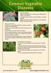 Common Vegetable Diseases