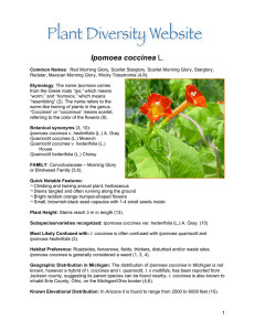 CONV Ipomoea coccinea FINAL