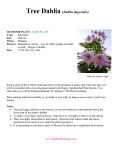 Tree Dahlia (Dahlia imperialis)