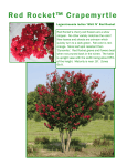 Red Rocket™ Crapemyrtle - Worthington Farms, Inc.