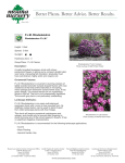 PJM Rhododendron