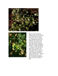 Figure 4. Indian Hawthorn (Rhaphiolepis indica) is tolerant to salt