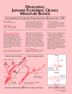 Flowering Quince Article