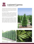 Leyland Cypress - Cherry Lake Tree Farm