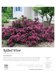 Spilled Wine Weigela