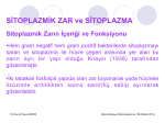 SİTOPLAZMİK ZAR ve SİTOPLAZMA