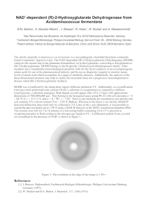 Acidaminococcus fermentans