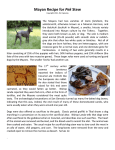 Favorite Mayan Recipes for Canis Familiaris