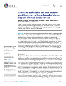 A mutant Escherichia coli that attaches peptidoglycan to