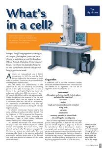 Organelles The big picture