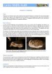 Ringworm in Hedgehogs - Garden Wildlife Health