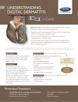 UNDERSTANDING DIGITAL DERMATITIS