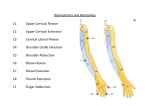 Dermatomes and Myotomes C1 Upper Cervical Flexion C2 Upper