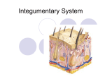 Integumentary System