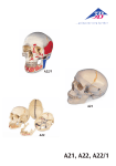 A21, A22, A22/1 - Mentone Educational