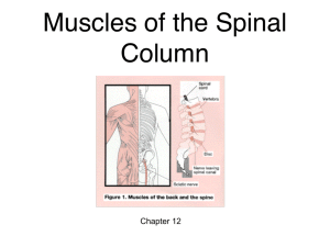 Muscles of the Spinal Column