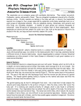 Phylum Nematoda Ascaris Dissection