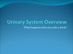 Complete Urinary System Pathway