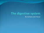 The digestive system